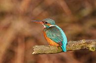 female kingfisher by gea strucks thumbnail