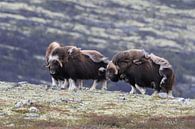 Muskusos in Dovrefjell nationaal park, in de natuurlijke habitat, Noorwegen van Frank Fichtmüller thumbnail