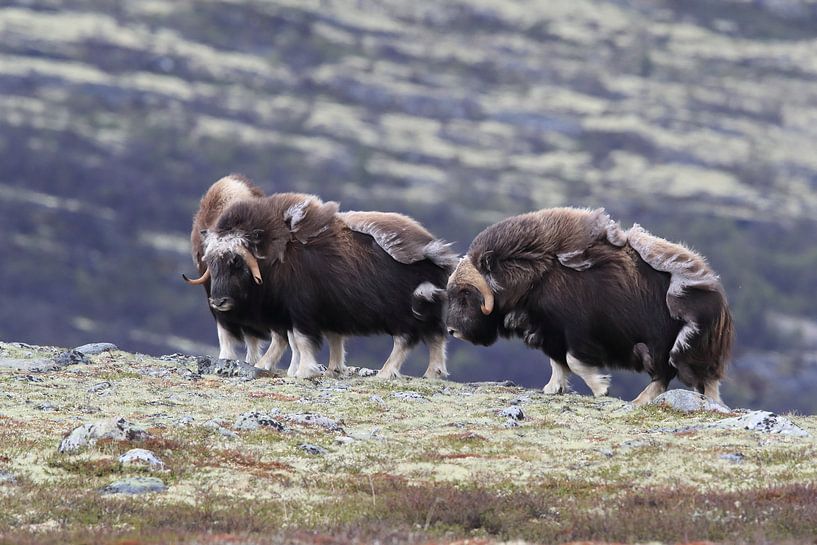 Muskusos in Dovrefjell nationaal park, in de natuurlijke habitat, Noorwegen van Frank Fichtmüller