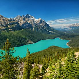 Peyto Lake Banff National Park van Vivo Fotografie