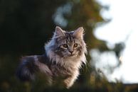 Norwegische Waldkatze van Thomas Wagner thumbnail