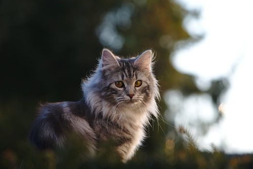 Norwegische Waldkatze