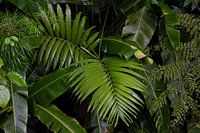 Beautiful green leaf wall photographed in the jungle