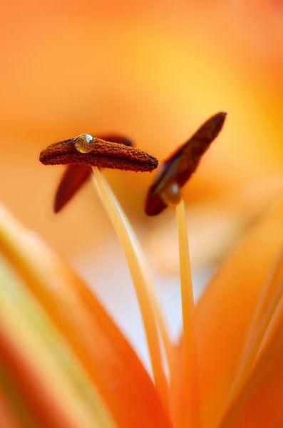 Drop by Violetta Honkisz