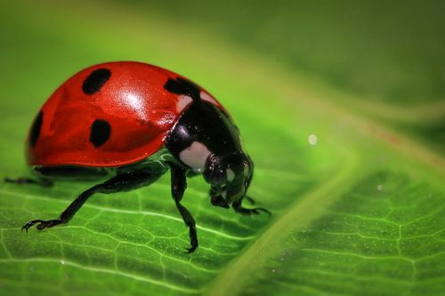Coccinelle au printemps