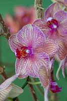 purple orchid