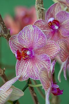 paarse orchidee van marloes voogsgeerd