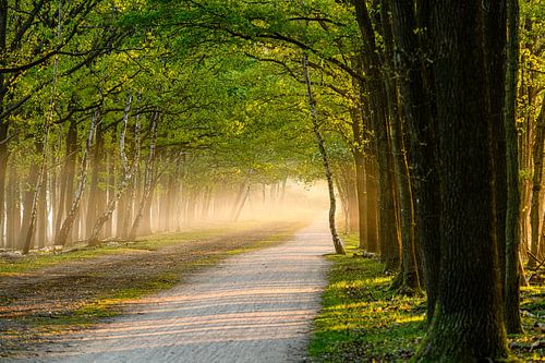 Bospad op een mistige ochtend, gebed zonder end