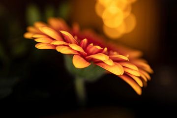 Gerbera macro van Memories for life Fotografie