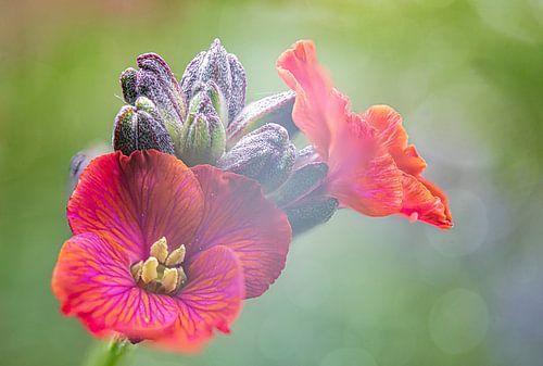 Wallflower in bloom