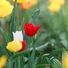 Een veld vol kleurrijke tulpen in rood, geel en oranje creëert een lenteachtige sfeer van Thomas Heitz