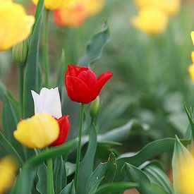 Ein Feld voller bunter Tulpen in den Farben Rot, Gelb und Orange erzeugt eine frühlingshafte Stimmung von Thomas Heitz