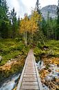die kleine Brücke über den Fluss zum Herbst von Leo Schindzielorz Miniaturansicht