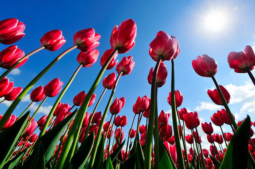 Prachtige rode tulpen van een bollenveld omhoog kijkend naar de zon tegen een strak blauwe lucht van Riekus Reinders