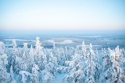 Winterlandschap met besneeuwde bomen