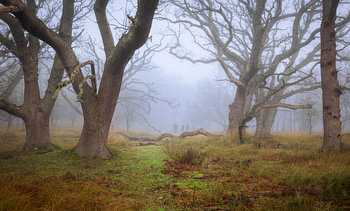 Wanderer im Nebel