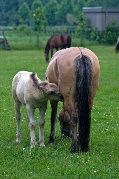 melk drinken bij mama by foto-fantasie foto-fantasie