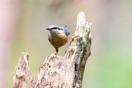The nuthatch by Merijn Loch