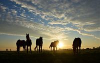 Pferde im Morgenlicht von A'da de Bruin Miniaturansicht