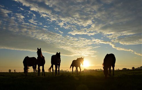 Paarden in het ochtendlicht
