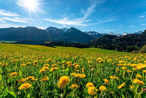 Bloemenweide boven de Oberallgäuer Alpen