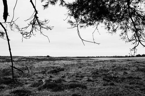 Deelerwoud, Veluwe Gelderland