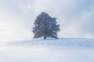 Buche im Allgäu
