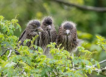 Trio von jungen Wachteln in einem Busch