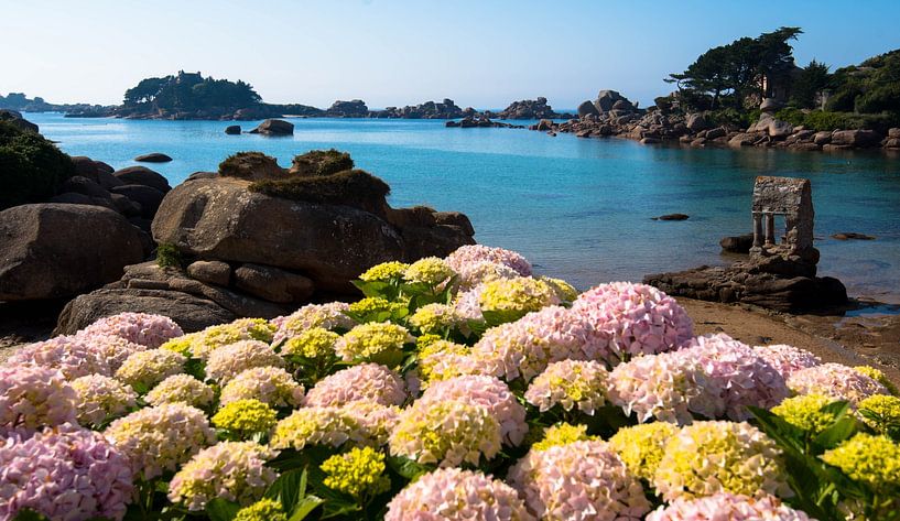 Hydrangeas on the Cote Granit Rose in France by Tanja Voigt