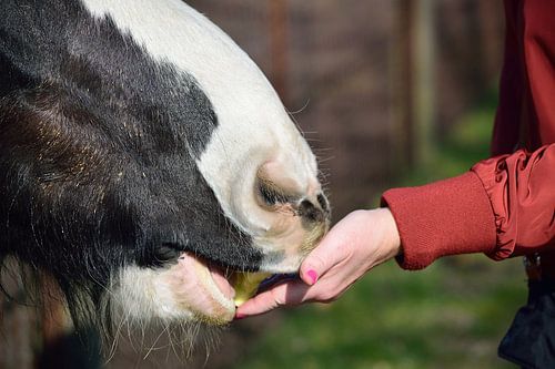 Een appel aan een paard voeren