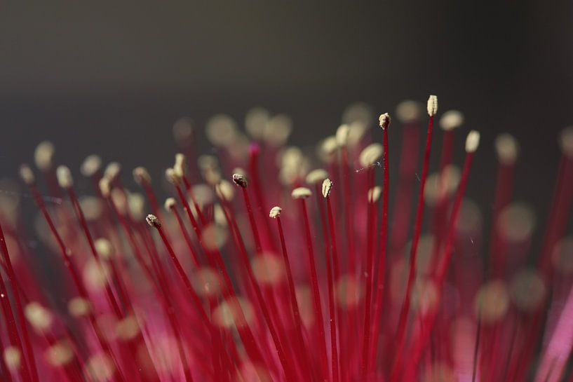 rode spietjes par Nanda Nieuwhoff-de Groot