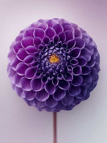 Contrast in Colour: The Deep Purple Dahlia