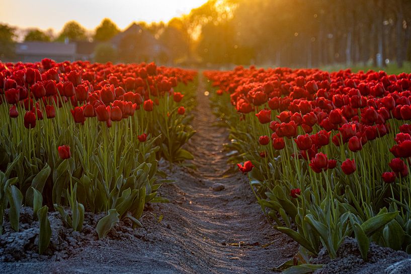 Red tulips to the horizon by Erik Spijkerman