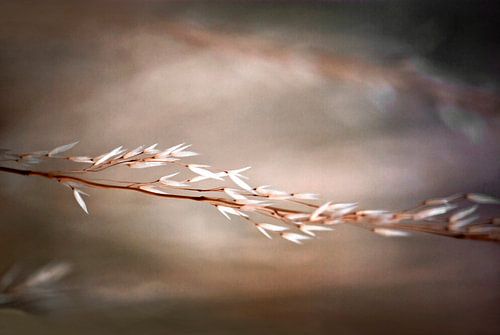 NATURE IN HARMONY no2c