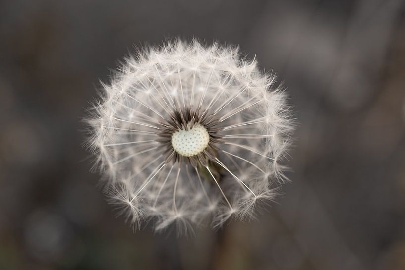 Ready to let go by Marjan Slaats