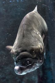 The name is Handsome by BL Photography