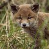 Een jong vossen welp die de wereld aan het ontdekken is. van Rene van Dam