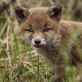 Ein junges Fuchsjunges erkundet die Welt. von Rene van Dam