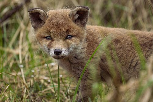 Een jong vossen welp die de wereld aan het ontdekken is. van Rene van Dam