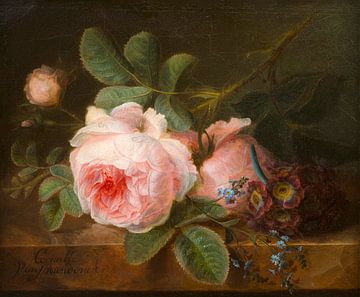Koolroos, Cornelis van Spaendonck