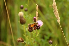 Pure nature by Chloë Luyckx