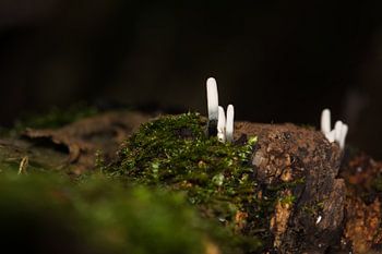 padenstoelen/schimels