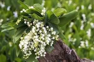 Bouquet de la fête des mères