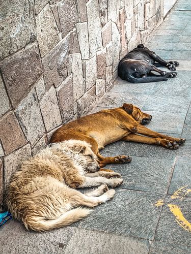 De straathonden van Cuzco