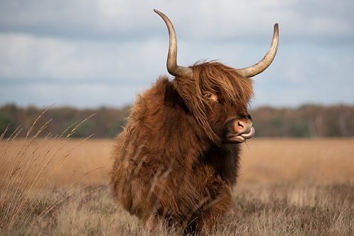 Schottischer Highlander