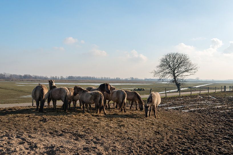 Konikpaarden in de Brabantse Biesbosch van Ruud Morijn