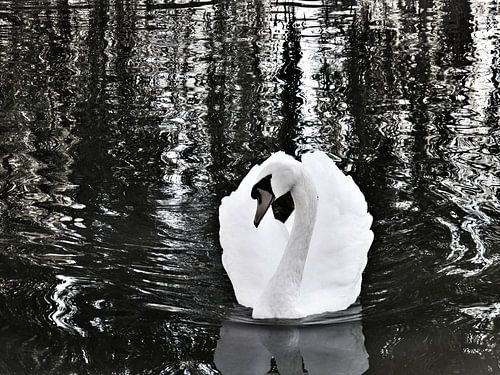 Eye of the swan