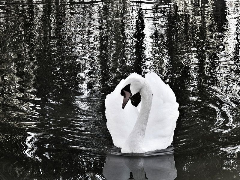 Eye of the swan von Christy Leigh