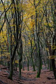 De bomen in het bos spelen een bijzonder lijnenspel; niets is recht van Hans de Waay