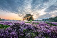Paarse Heide Bakkeveen
